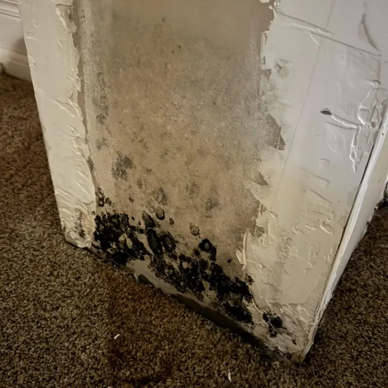 Professional Mold Removal in Calvert, TX